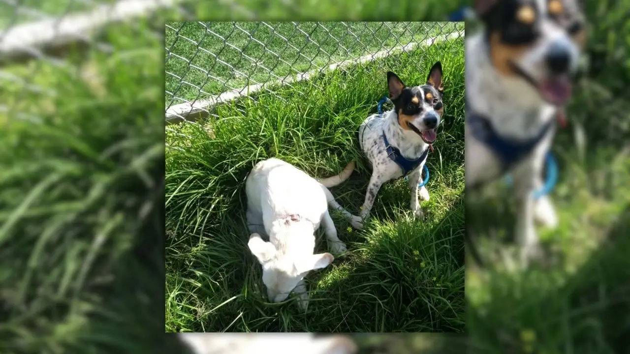 Las mascotas una parte importante de nuestras vidas