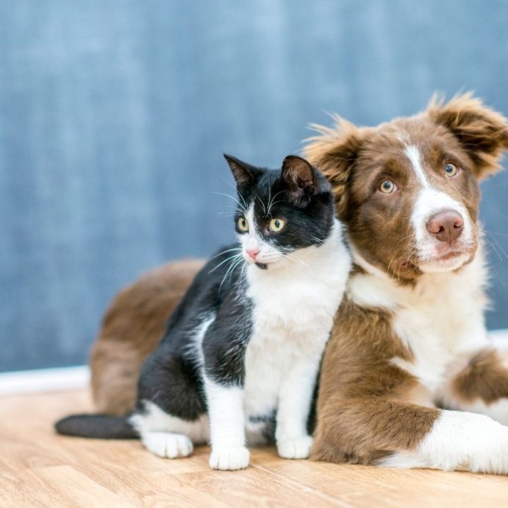 Las mascotas: una parte importante de nuestras vidas