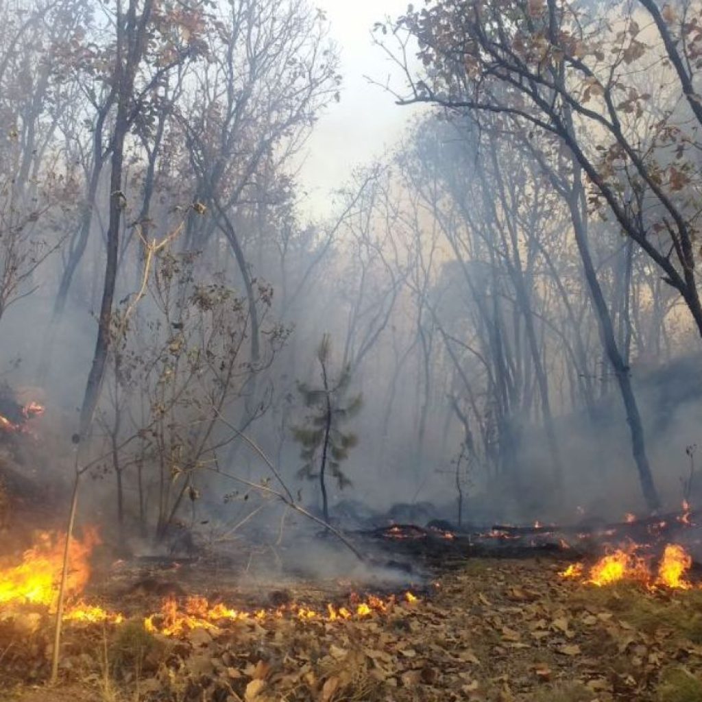 Jalisco es el estado más afectado por incendios en bosques