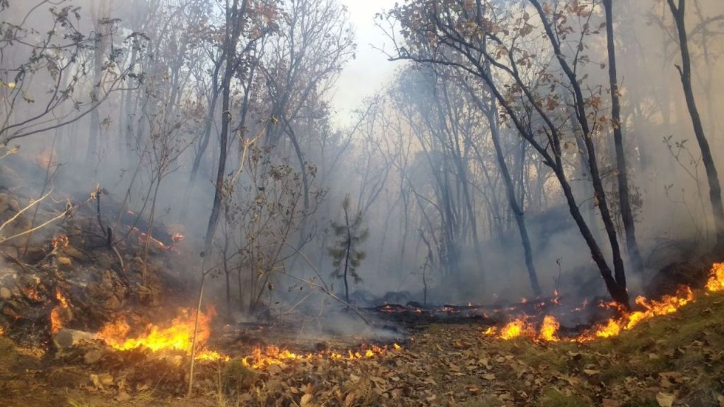 Jalisco es el estado más afectado por incendios en bosques