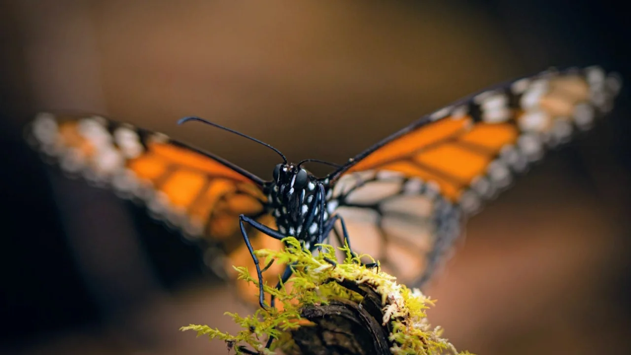 Enero mes del Aniversario del Descubrimiento de la Mariposa Monarca en el Estado de México