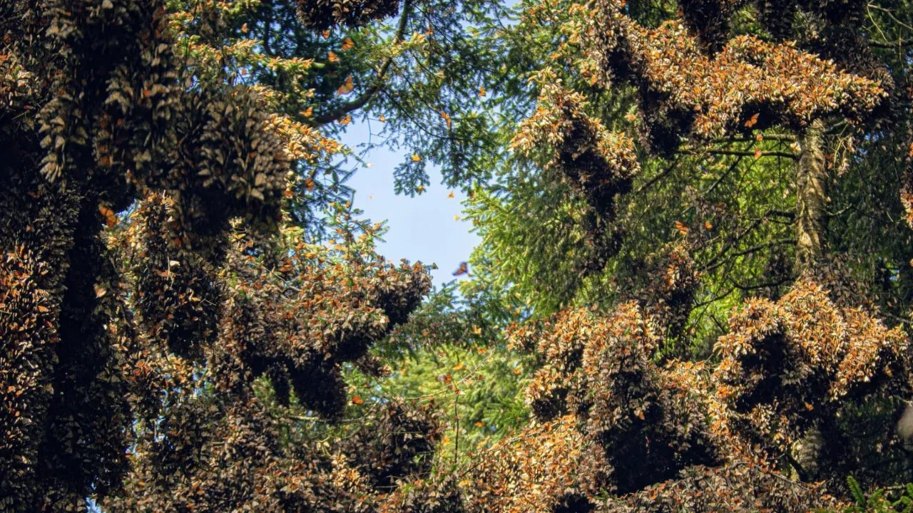 Enero, mes del Aniversario del Descubrimiento de la Mariposa Monarca en el Estado de México