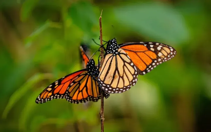 Enero, mes del Aniversario del Descubrimiento de la Mariposa Monarca en el Estado de México
