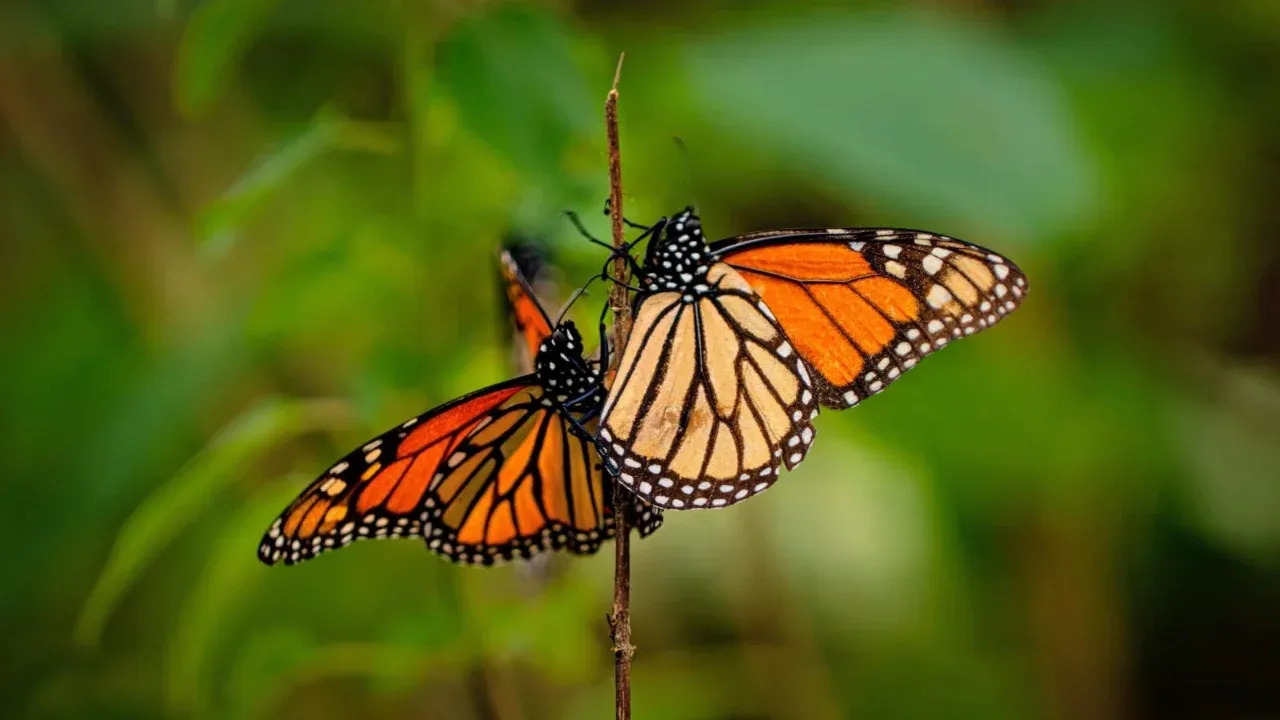 Enero, mes del Aniversario del Descubrimiento de la Mariposa Monarca en el Estado de México