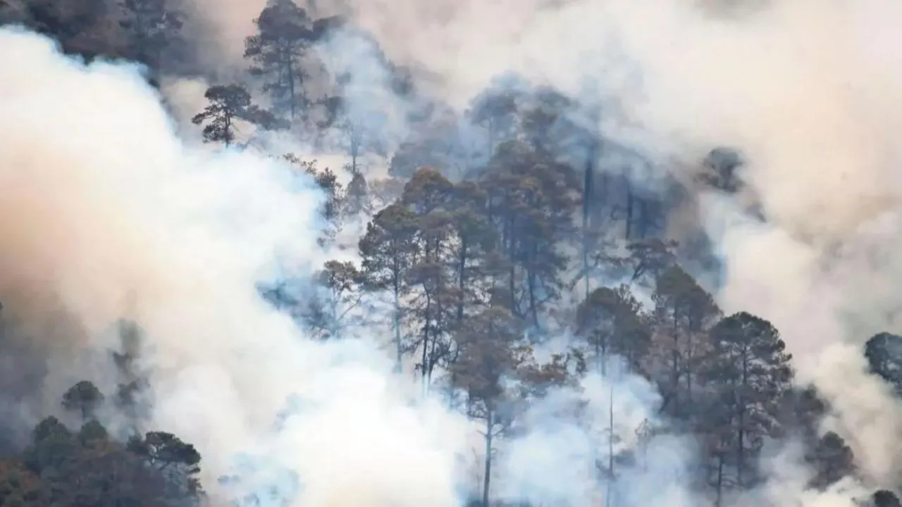 Jalisco es el estado más afectado por incendios en bosques