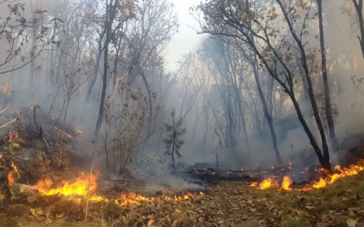 Jalisco es el estado más afectado por incendios en bosques