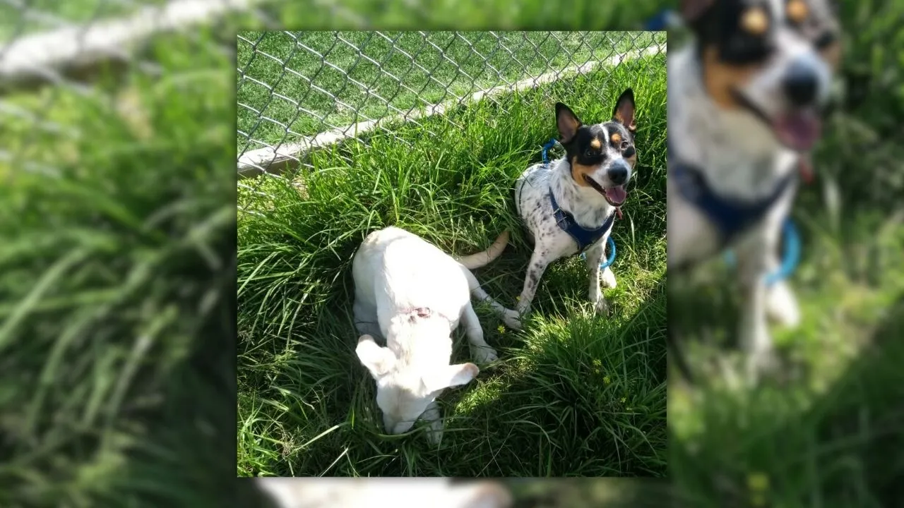 Las mascotas: una parte importante de nuestras vidas