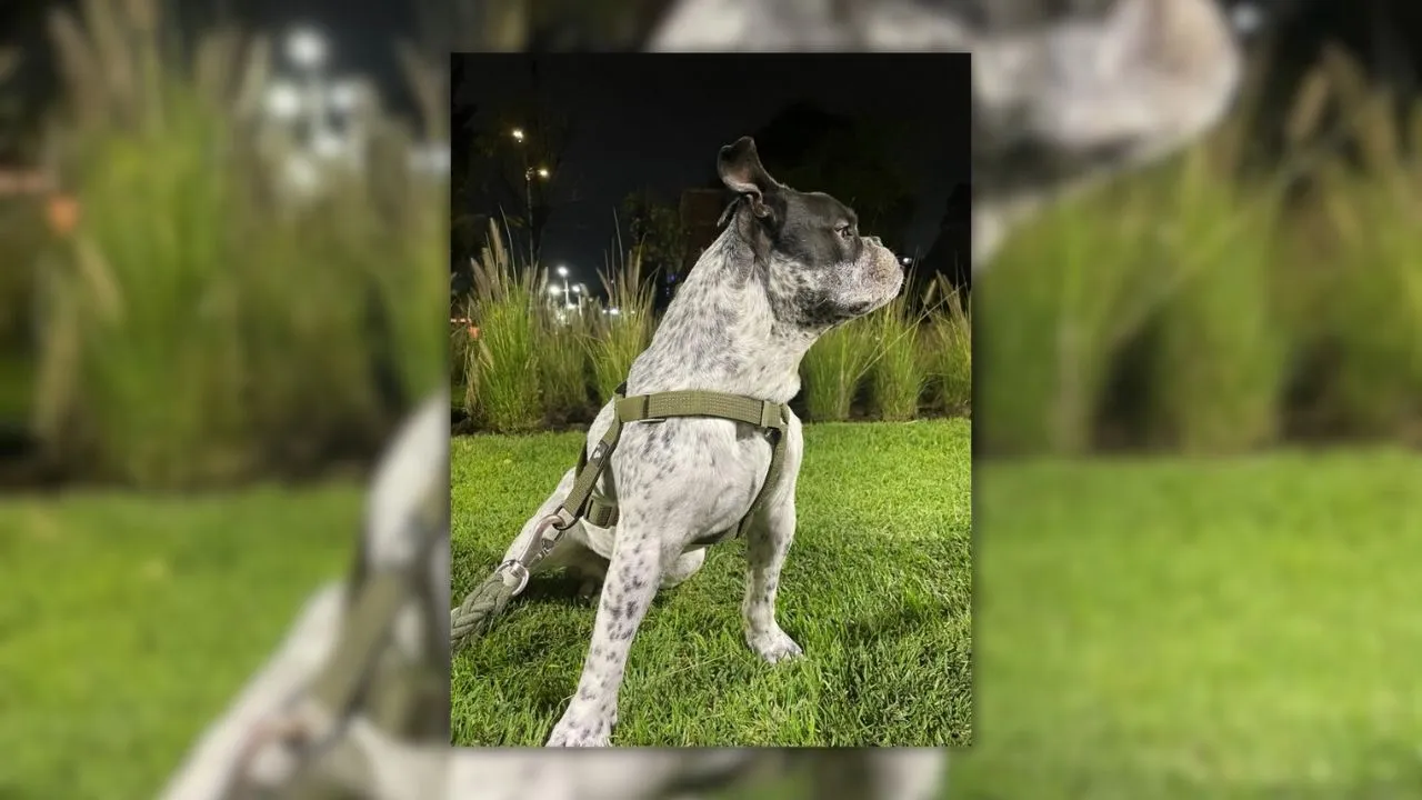 Las mascotas: una parte importante de nuestras vidas