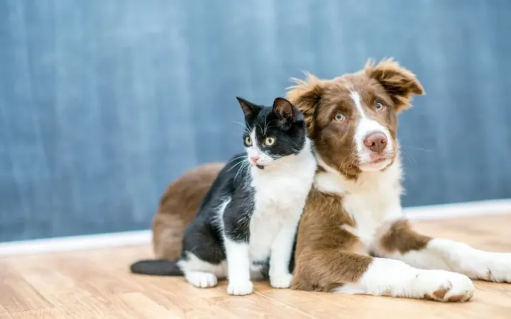 Las mascotas: una parte importante de nuestras vidas