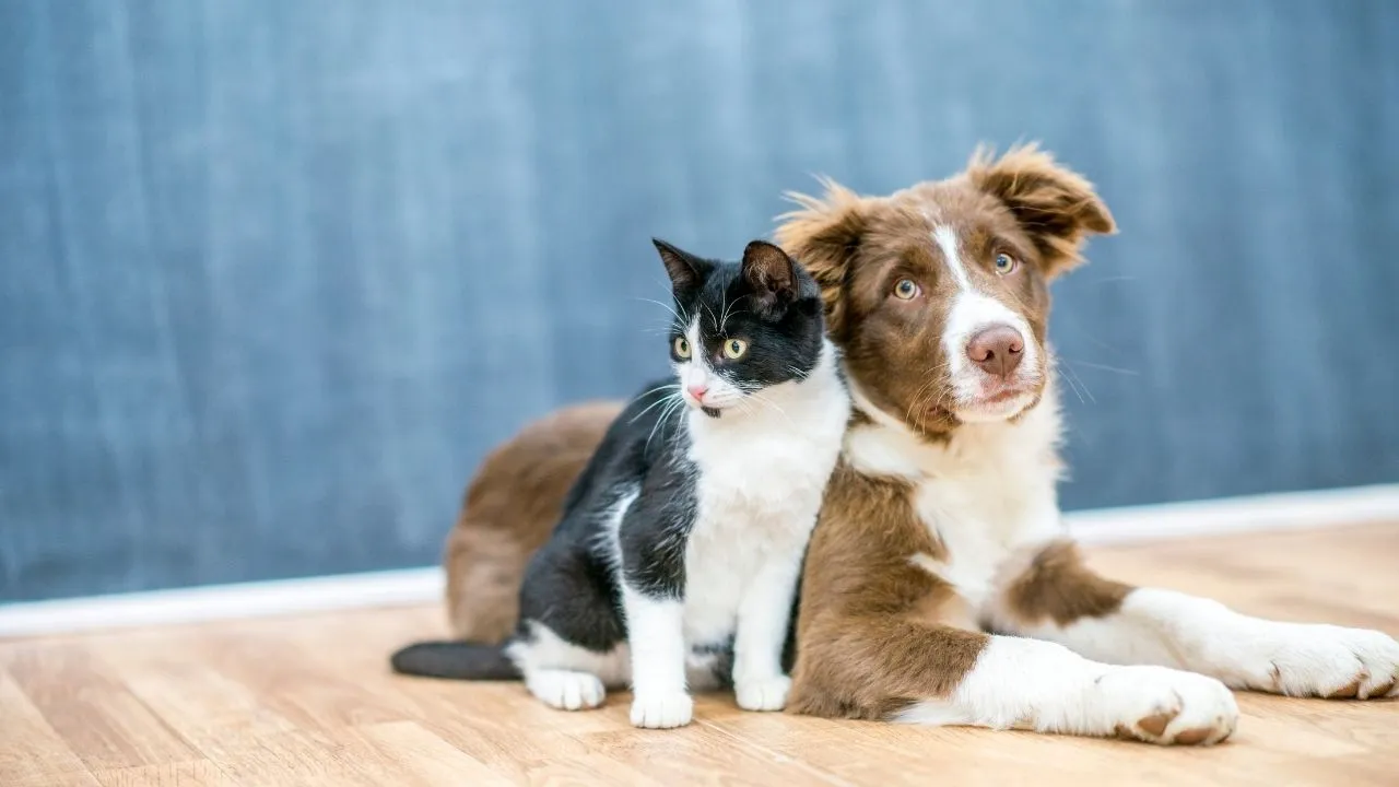 Las mascotas: una parte importante de nuestras vidas