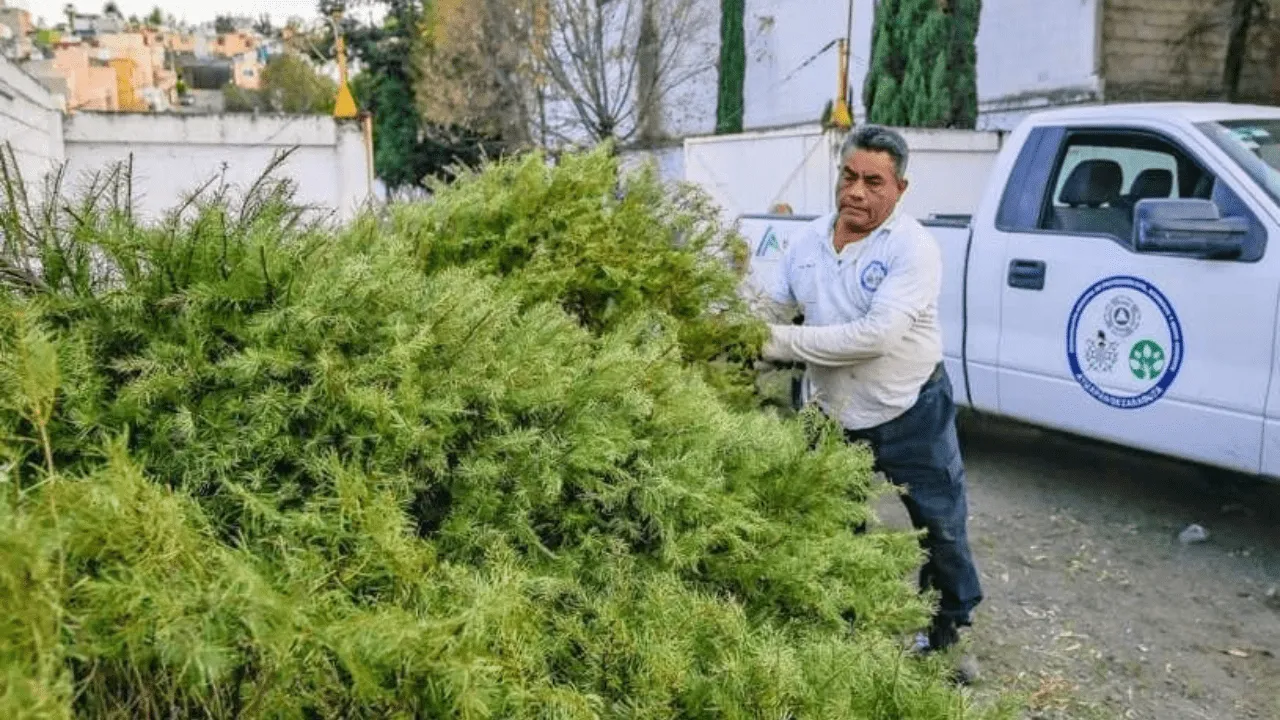 Recolecta gobierno de Atizapán de Zaragoza Árboles de Navidad para convertirlos en abono orgánico