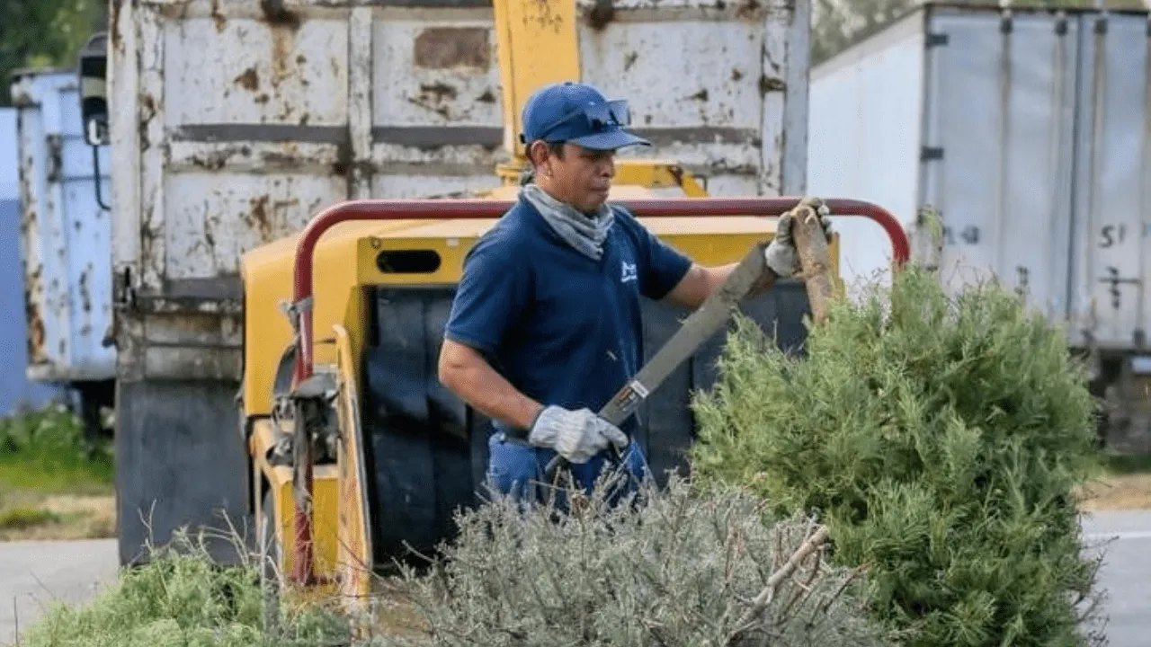 Recolecta gobierno de Atizapán de Zaragoza Árboles de Navidad para convertirlos en abono orgánico