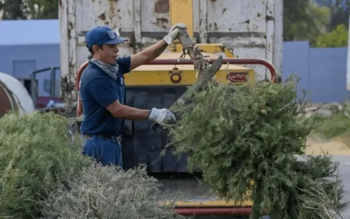Recolecta gobierno de Atizapán de Zaragoza Árboles de Navidad para convertirlos en abono orgánico
