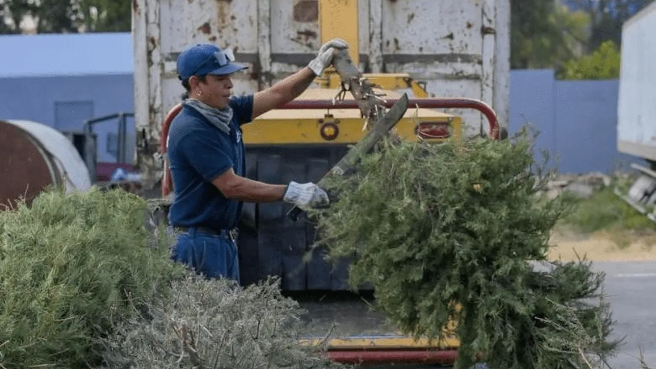 Recolecta gobierno de Atizapán de Zaragoza Árboles de Navidad para convertirlos en abono orgánico