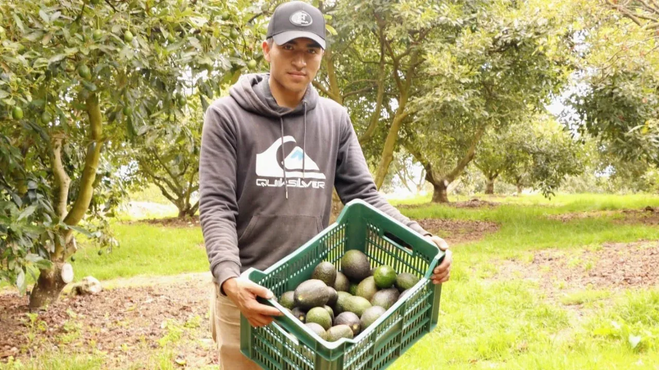 Aguacate mexiquense abastece el mercado nacional durante el Super Bowl; Edomex ocupa tercer lugar nacional en producción
