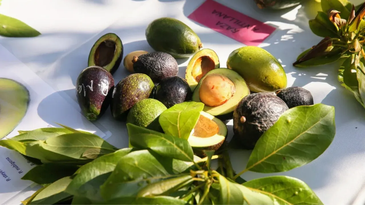 Aguacate mexiquense abastece el mercado nacional durante el Super Bowl; Edomex ocupa tercer lugar nacional en producción
