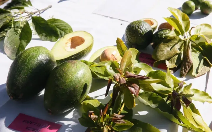 Aguacate mexiquense abastece el mercado nacional durante el Super Bowl; Edomex ocupa tercer lugar nacional en producción