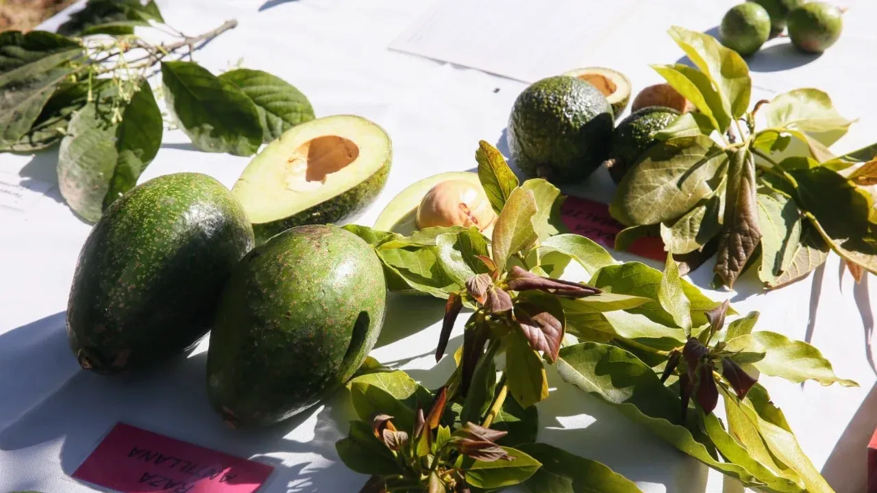 Aguacate mexiquense abastece el mercado nacional durante el Super Bowl; Edomex ocupa tercer lugar nacional en producción