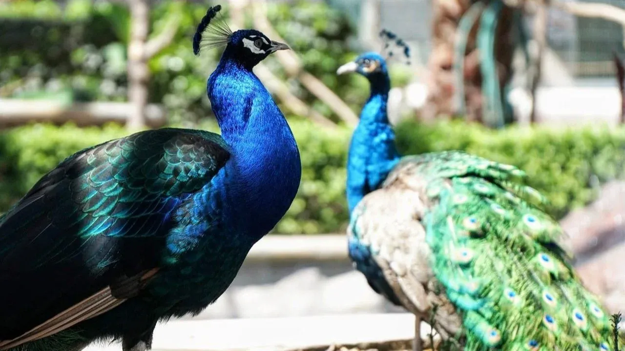 Anuncian medidas para proteger a 530 animales del zoológico de Ecatepec ante ola de calor