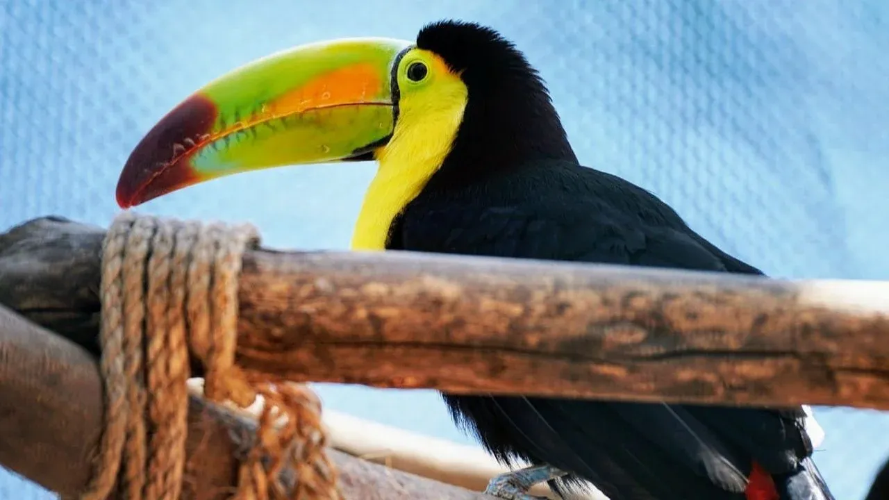Anuncian medidas para proteger a 530 animales del zoológico de Ecatepec ante ola de calor