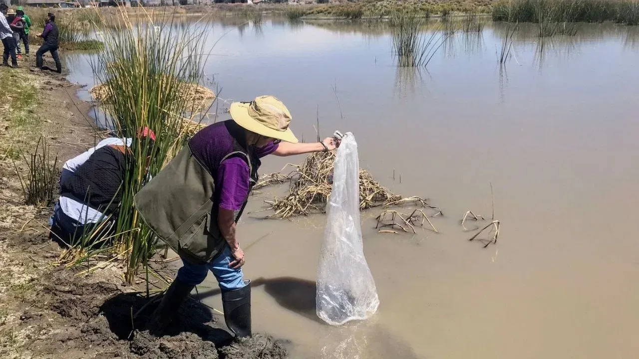 Inicia temporada de siembra de carpa en Edomex