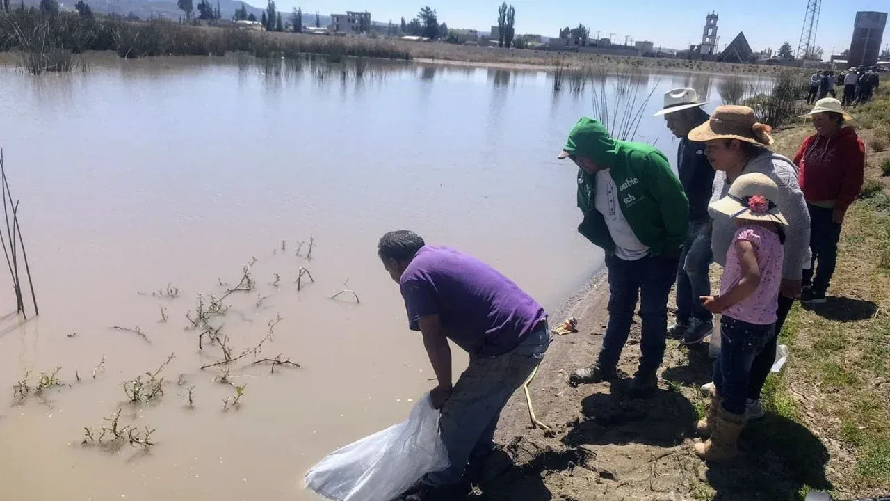 Inicia temporada de siembra de carpa en Edomex