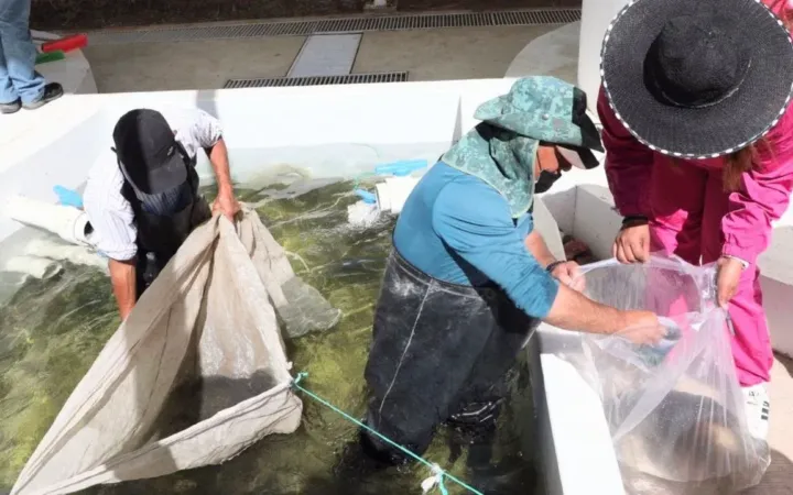 Inicia temporada de siembra de carpa en Edomex