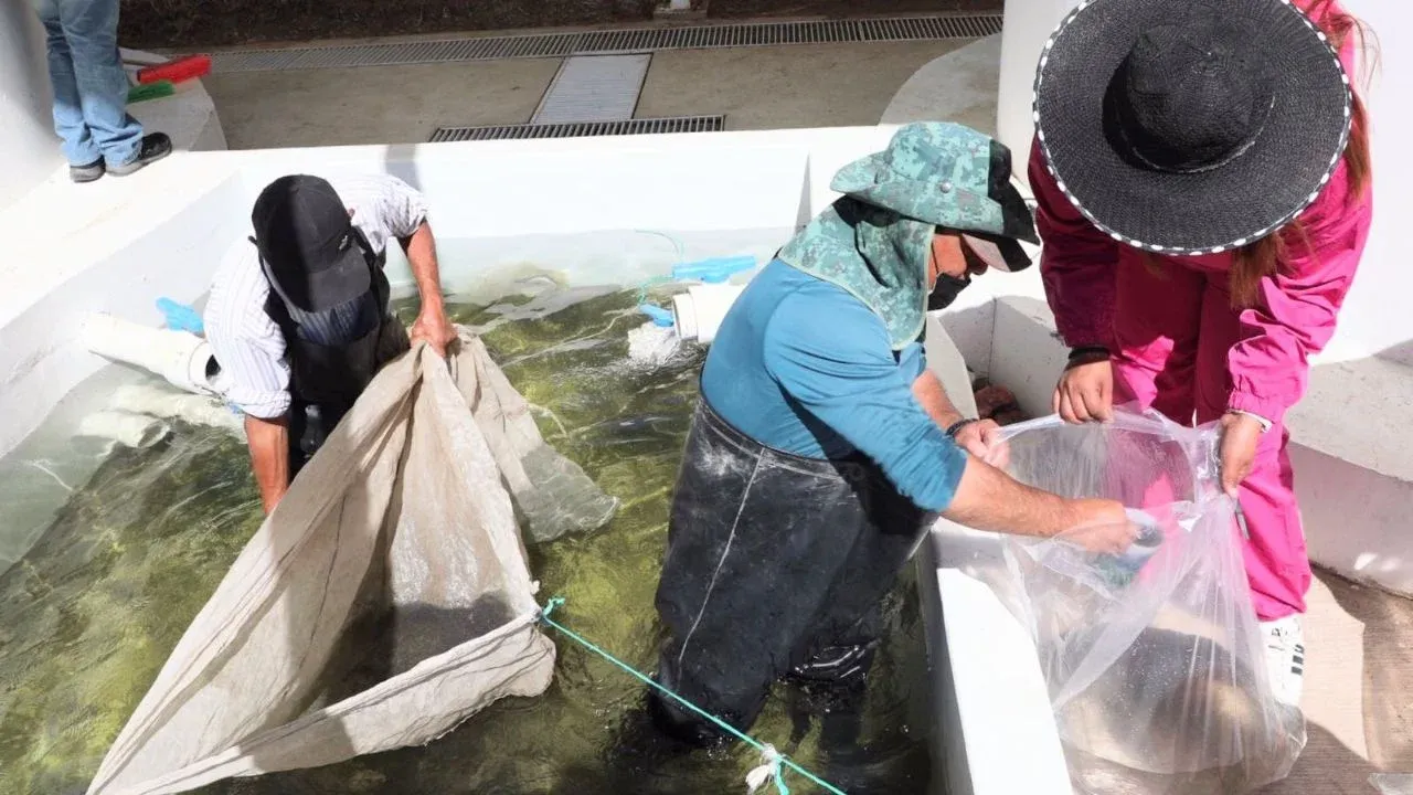 Inicia temporada de siembra de carpa en Edomex
