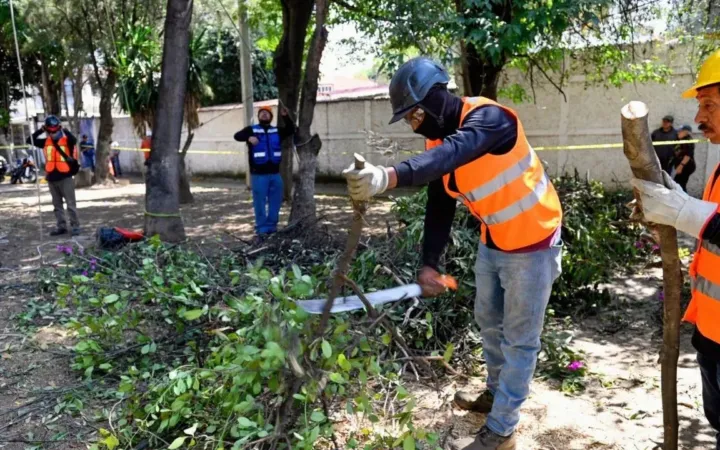 Intervendrán casi 5 mil árboles con plagas en Naucalpan