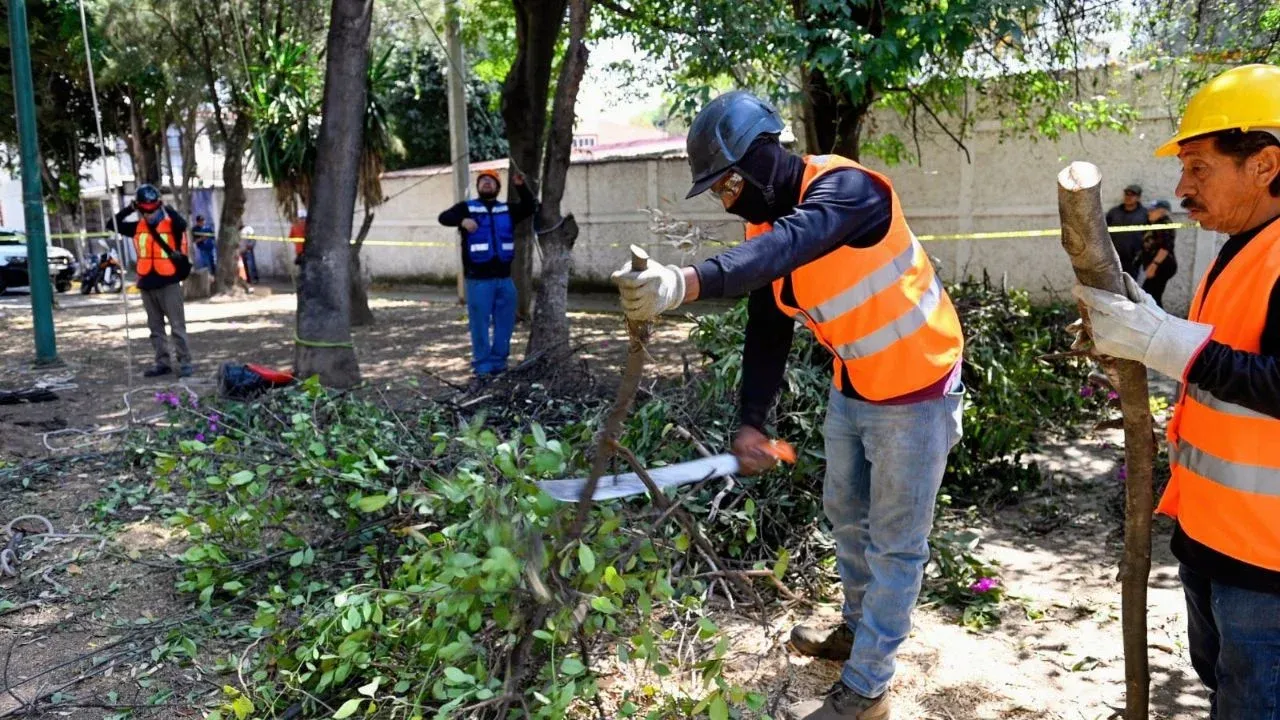 Intervendrán casi 5 mil árboles con plagas en Naucalpan