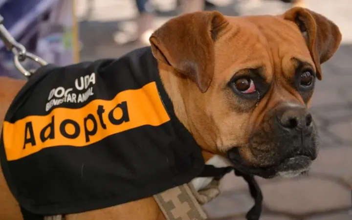 Exhorta Propaem a denunciar daños al medio ambiente y maltrato animal en Edomex