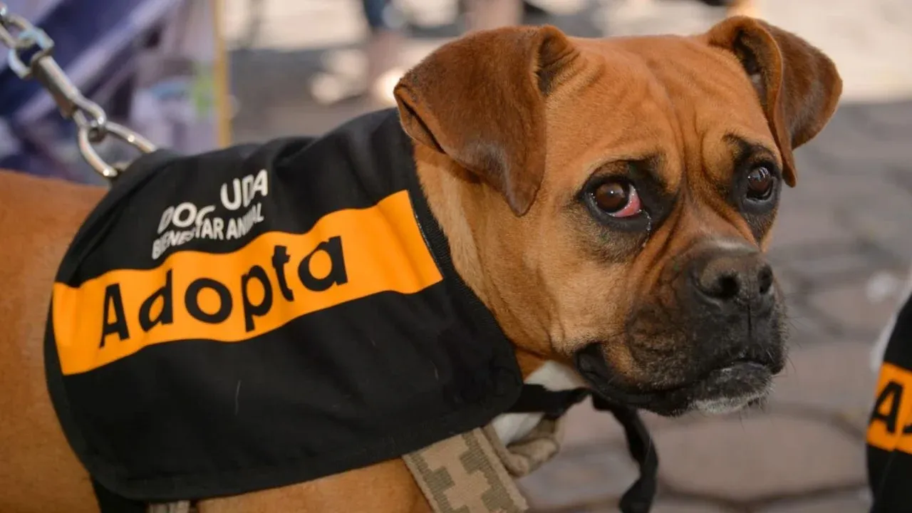 Exhorta Propaem a denunciar daños al medio ambiente y maltrato animal en Edomex