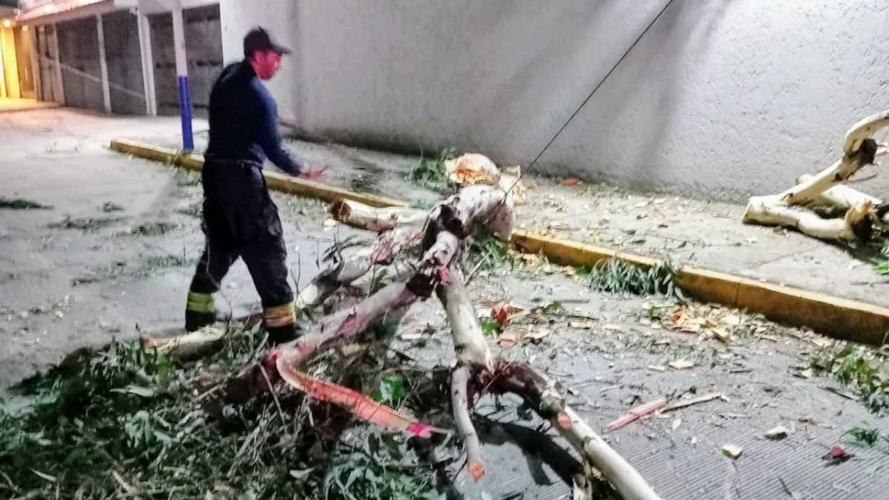 Atienden Bomberos de Naucalpan caída de 5 árboles