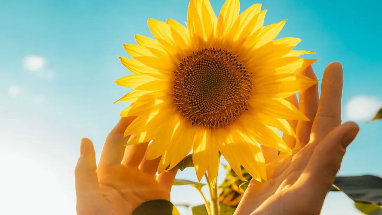 Yellow Day: El Día Más Feliz de Todo el 2024
