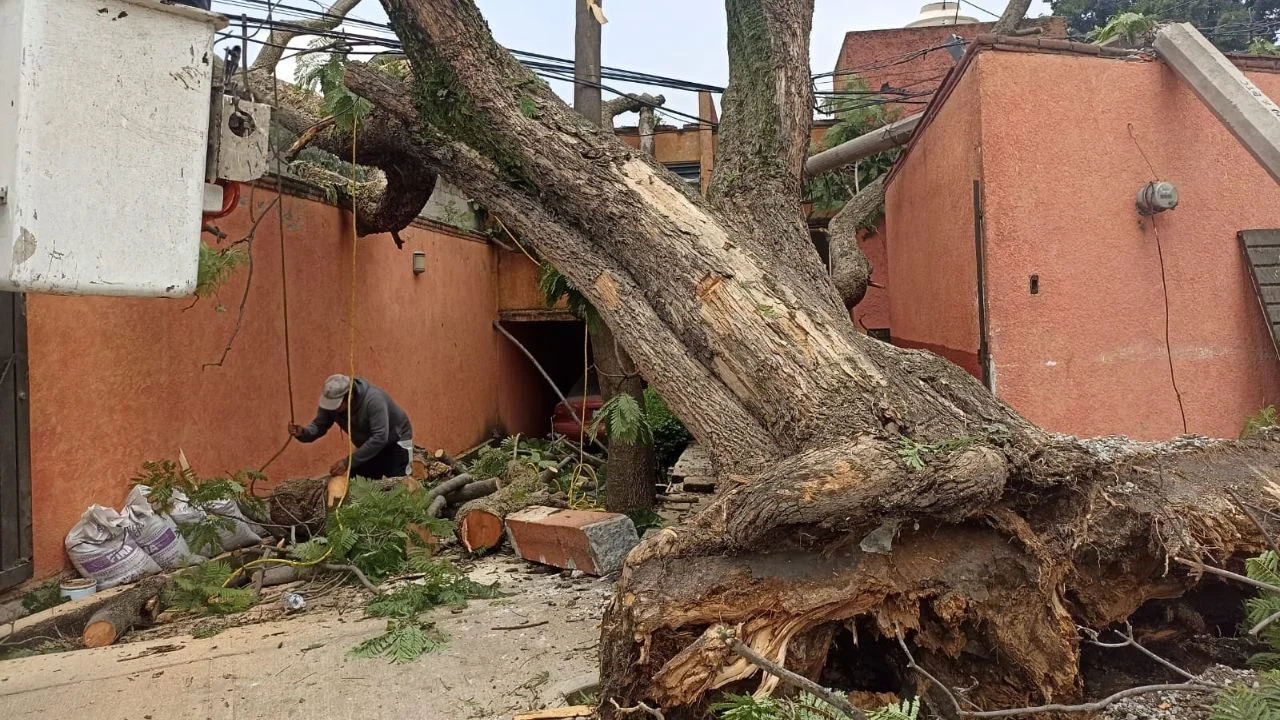 Trabajadores de Naucalpan limpian vialidades y retiran árboles caídos tras tormenta