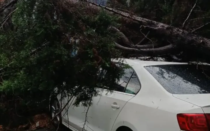 Trabajadores de Naucalpan limpian vialidades y retiran árboles caídos tras tormenta