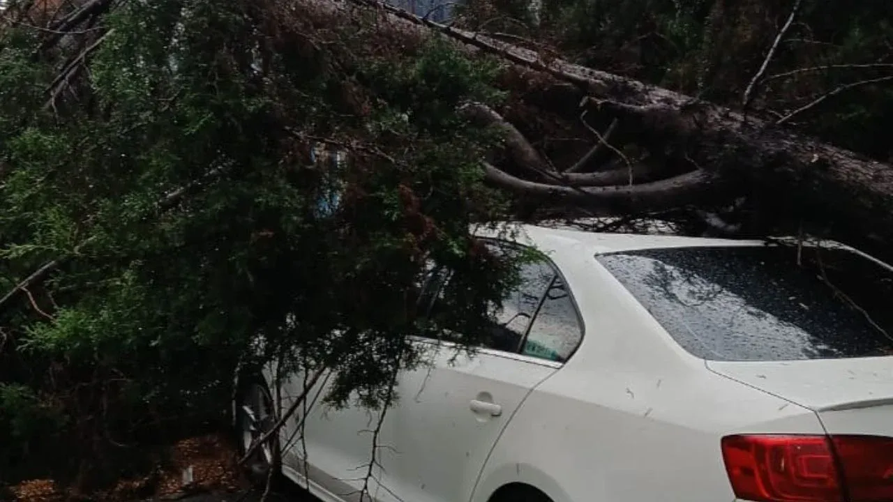 Trabajadores de Naucalpan limpian vialidades y retiran árboles caídos tras tormenta