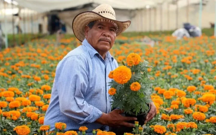 Inicia Edomex venta de cempasúchil y flores de temporada para decorar las ofrendas en Día de Muertos