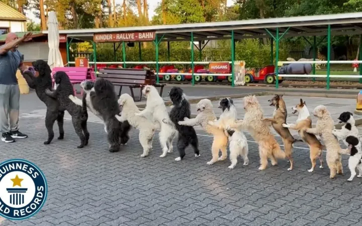 ¡Un Récord Mundial Muy Perrón! Perros Bailan Conga y Rompen un Récord Guinness