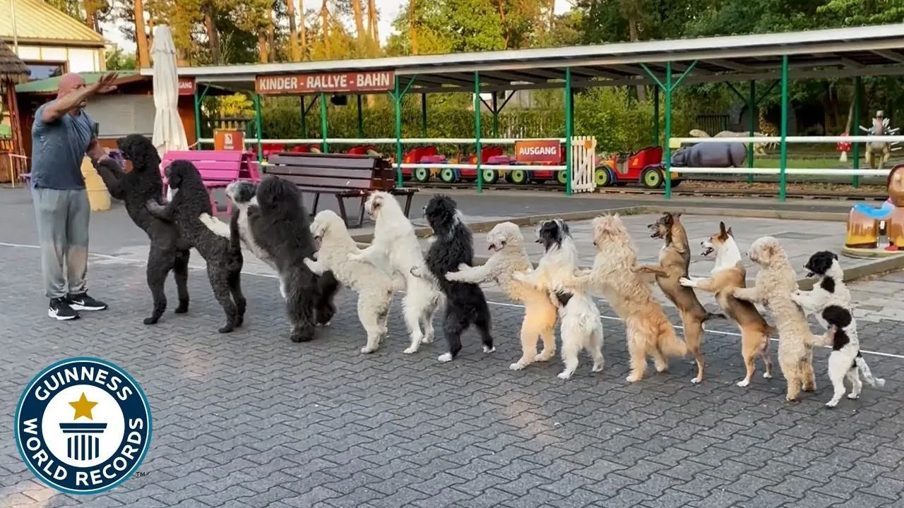 ¡Un Récord Mundial Muy Perrón! Perros Bailan Conga y Rompen un Récord Guinness