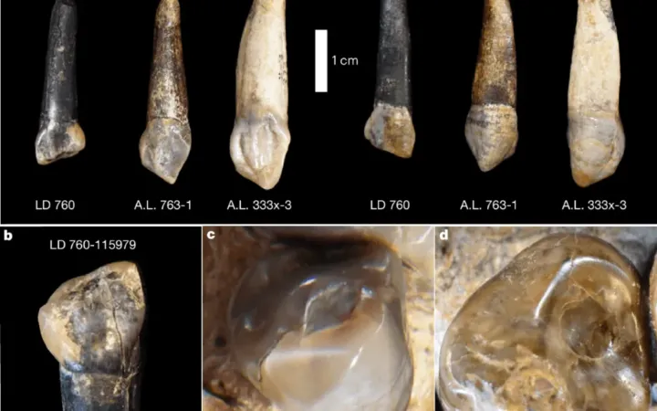 Nueva especie de Australopithecus revela coexistencia con Homo en África
