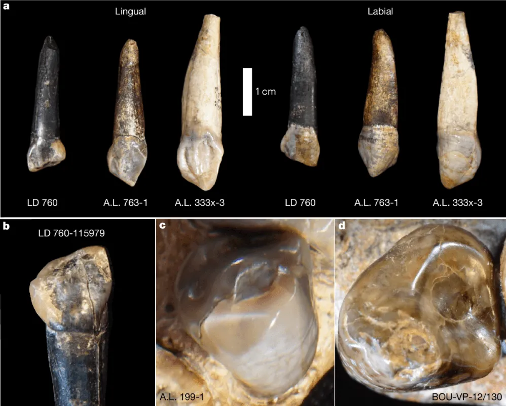 Nueva especie de Australopithecus revela coexistencia con Homo en África